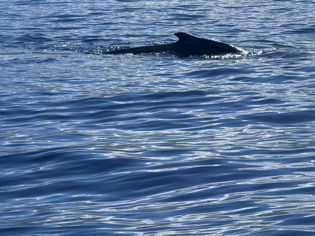 夏威夷座头鲸国家海洋保护-基黑必去景点