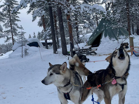 Trysil Husky-Torberget必去景点