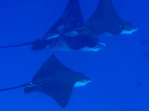 Filitheyo Dive Center-菲利兹优岛必去景点