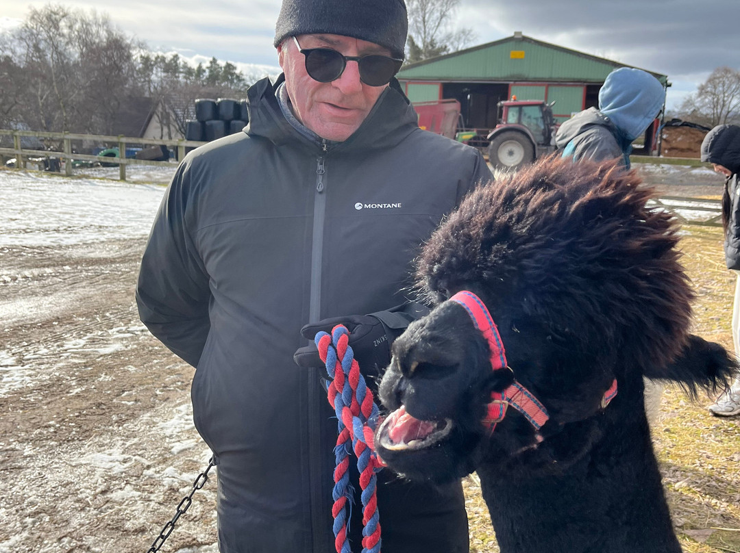 Cairngorm Alpacas-Newtonmore必去景点