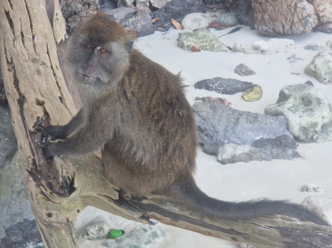 Arisa Speedboat Group-大皮皮岛必去景点