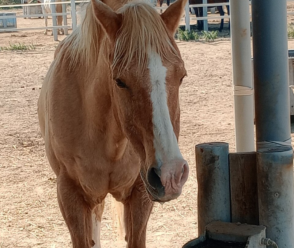 Easy Horse Care Rescue Centre-罗哈莱斯必去景点