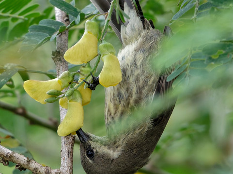 Nyandungu Eco-Park-吉佳利必去景点