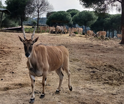 La Reserva del Castillo de las Guardas-塞维利亚必去景点