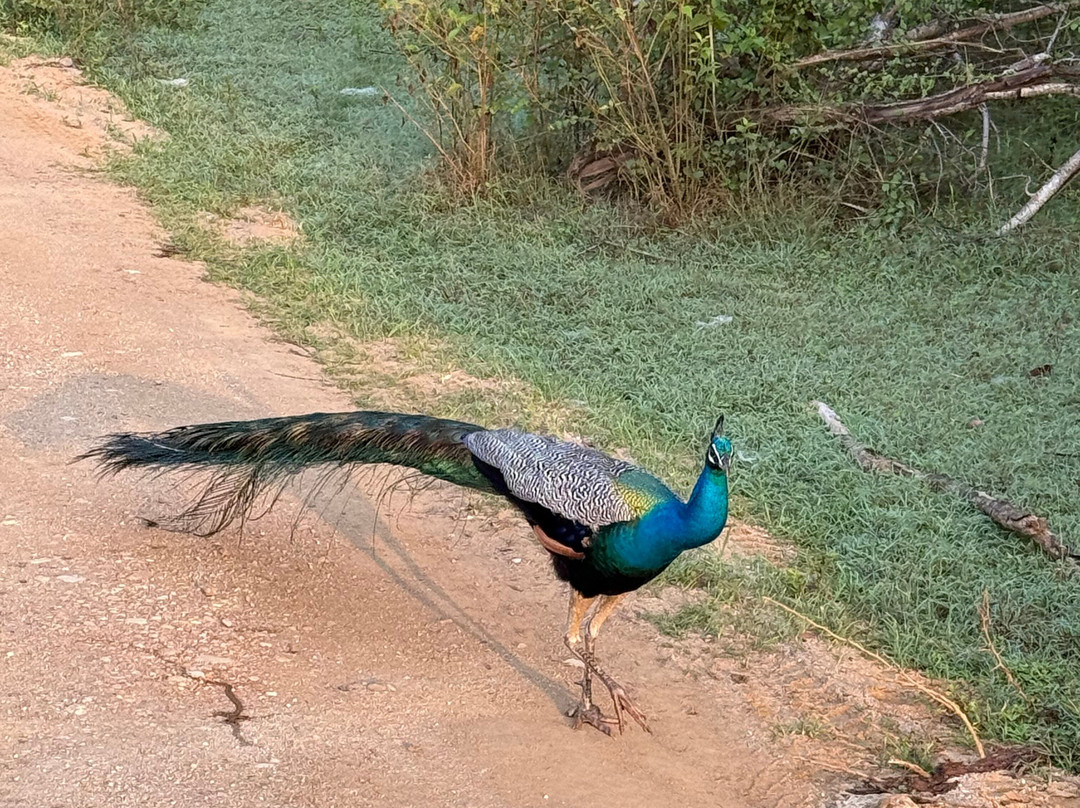 Kavisha Safari Service Udawalawa-乌达瓦拉瓦必去景点