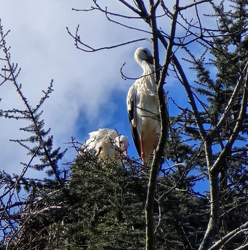 Parc À Cigognes-Cernay必去景点