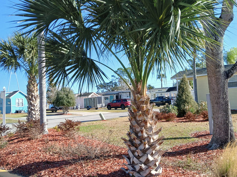 热带棕榈度假村和露营地主图