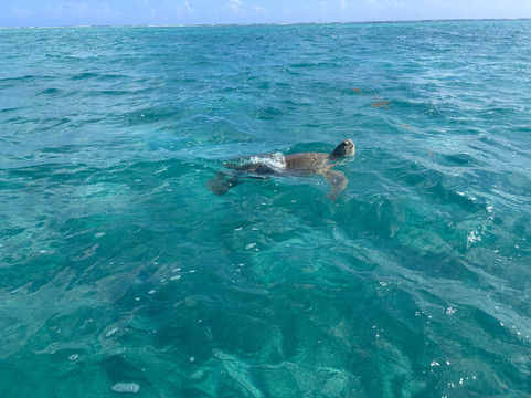 Santi Tour-普拉亚德尔卡曼必去景点