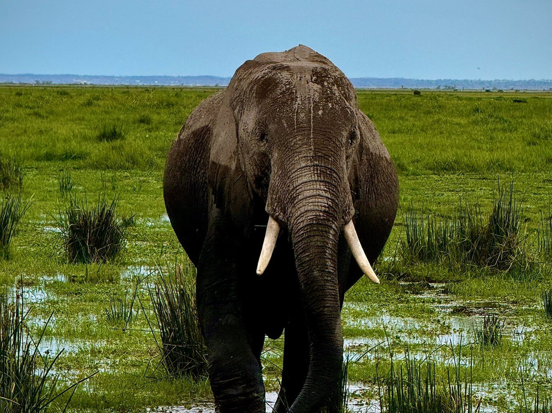 Extra Miles Unique Adventures-Sekenani必去景点