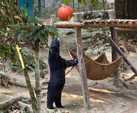 Free the Bears-琅勃拉邦必去景点