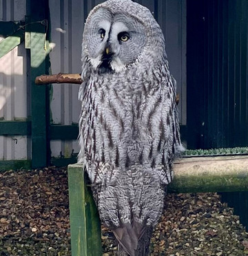 Falconry Days-赫克瑟姆必去景点