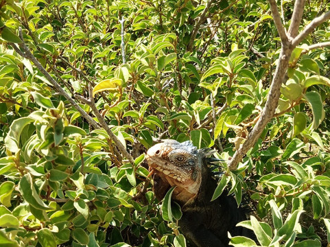 Ti Prens-Saint Francois必去景点