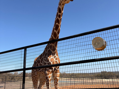 Grapetown Vineyard-弗雷德里克斯堡必去景点