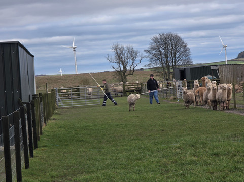 Bowbridge Alpacas Scotland-Peat Inn必去景点
