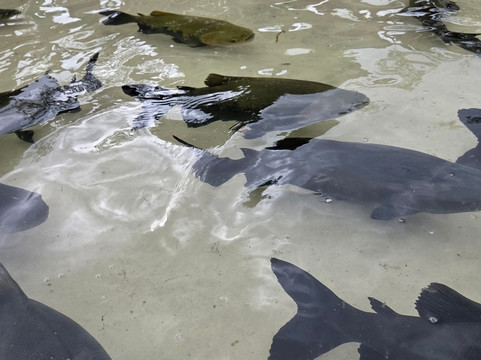Lagoa dos Tambaquis-阿拉卡茹必去景点