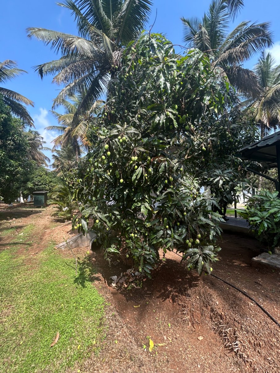 马吉非拉旅馆-度假村/酒店