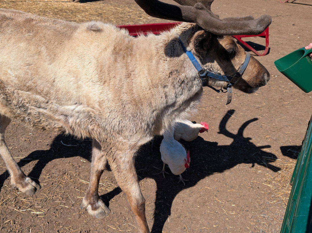 Goldendale Reindeer-Goldendale必去景点