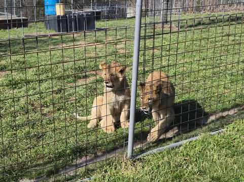 Turpentine Creek Wildlife Refuge-尤里卡斯普林斯必去景点