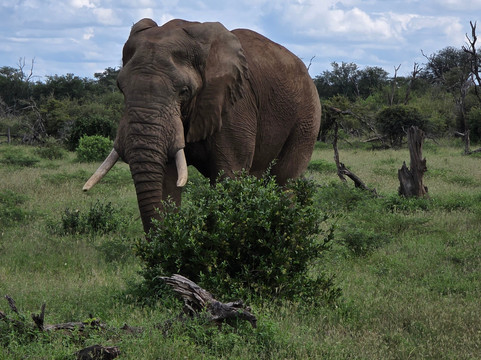 Southern Kruger Safaris-玛洛斯帕克必去景点