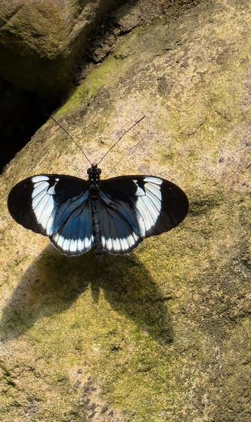 Boquete Bees and Butterflies-波魁特必去景点
