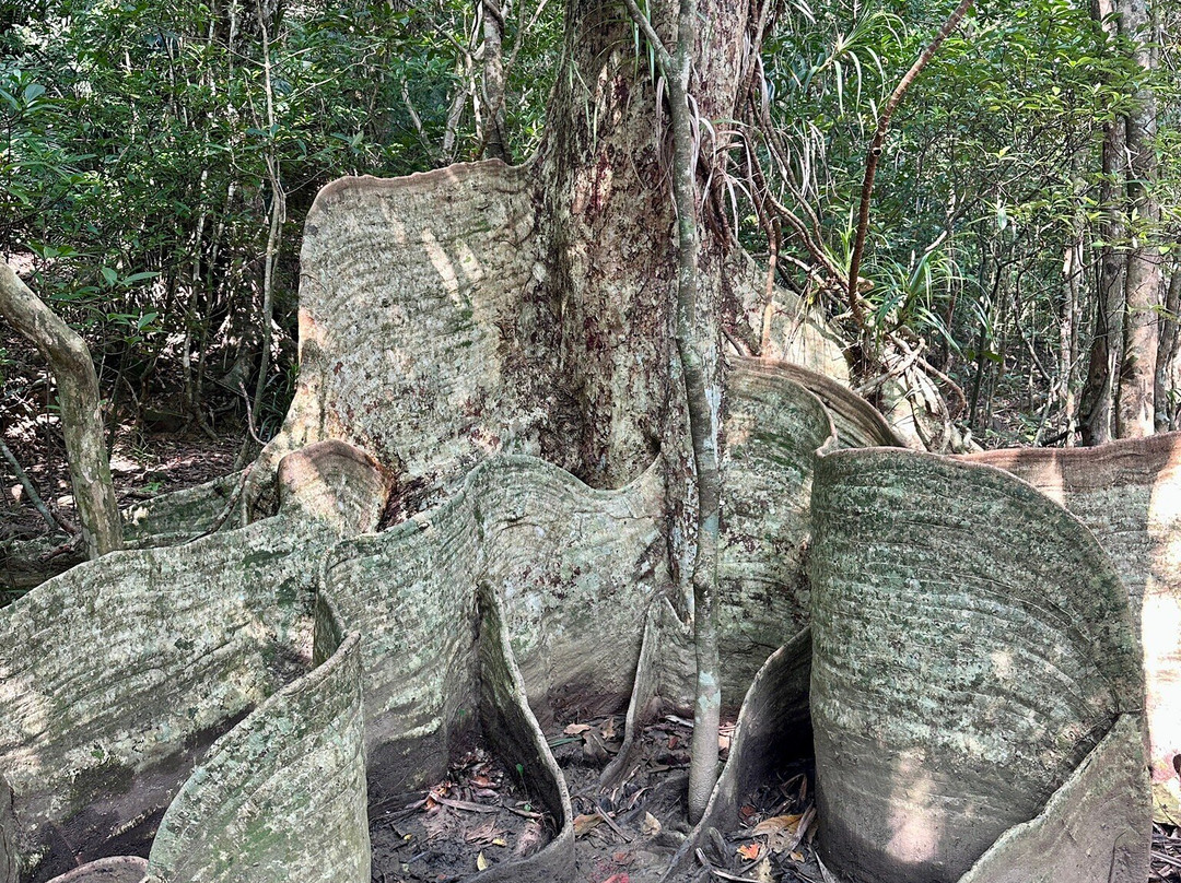 Iriomote Island Kayaks Kazaguruma-竹富町西表岛必去景点
