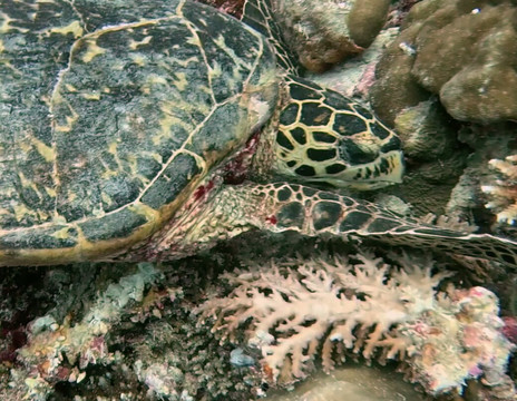 Euro-Divers LUX South Ari Atoll-南阿里环礁必去景点