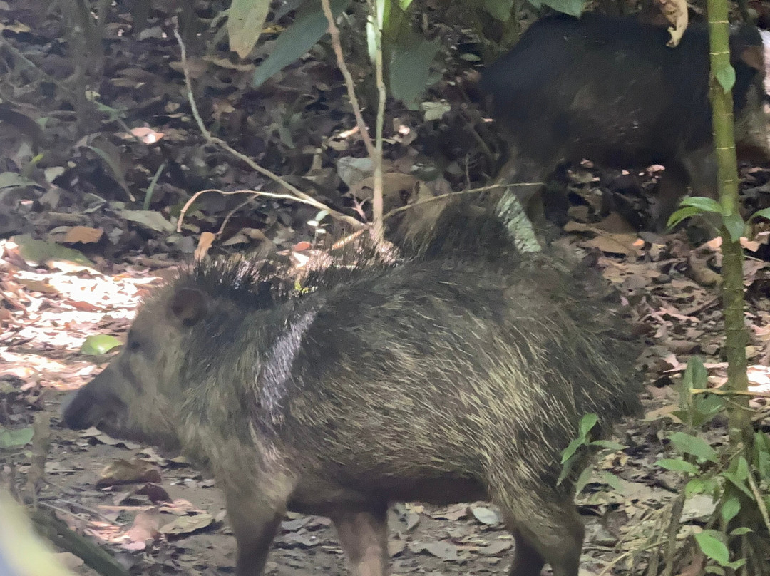 Surcos Tours-希门尼斯港必去景点