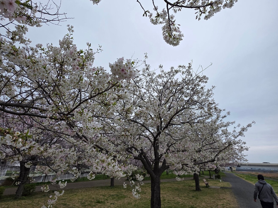 Komatsugawa Sembonzakura-江戸川区必去景点