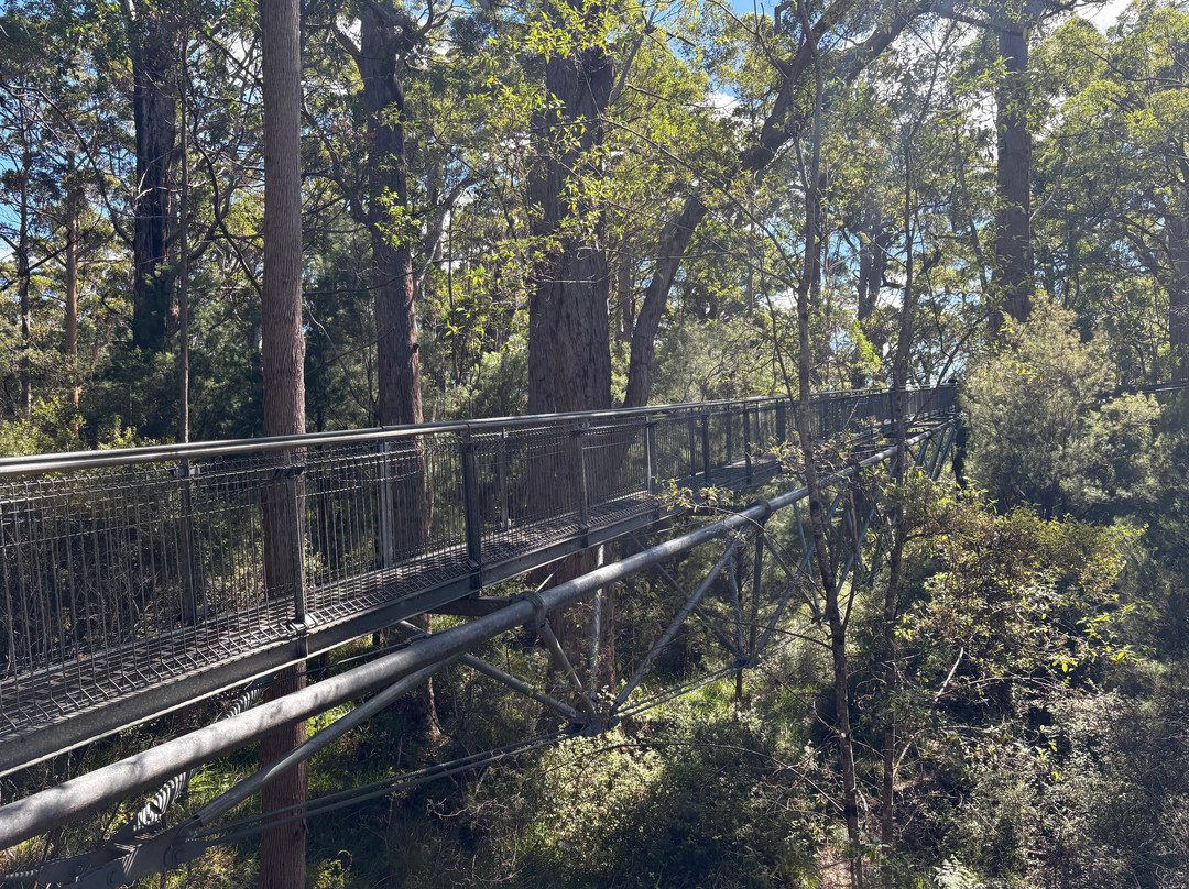 Tree Top Walk