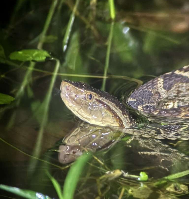 Papa's Place-La Fortuna必去景点