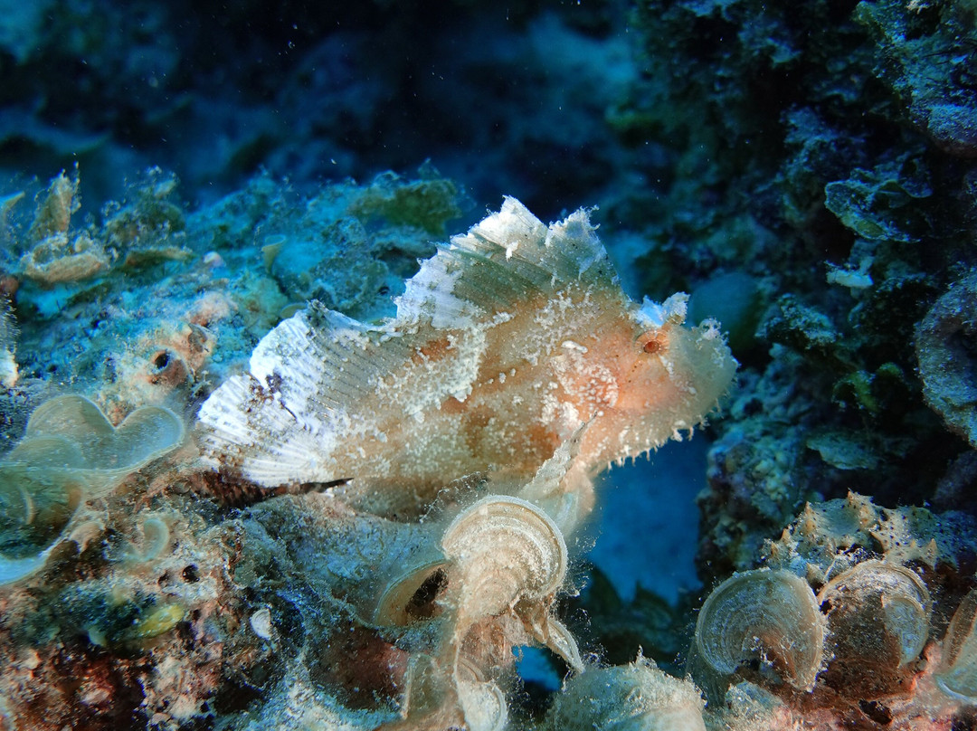 Orca Dive Club - Pereybere-Pereybere必去景点