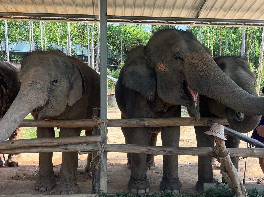 Kerchor Elephant Family Phuket-卡图必去景点