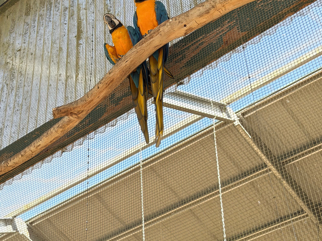 Maleny Botanic Gardens & Bird World-马莱尼必去景点