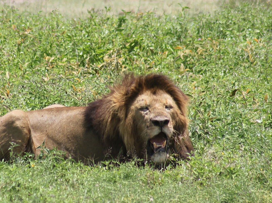 Wild Authentic Tanzania-阿鲁沙必去景点