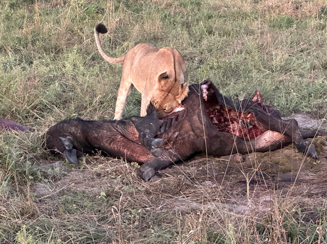 Mogogelo Camp