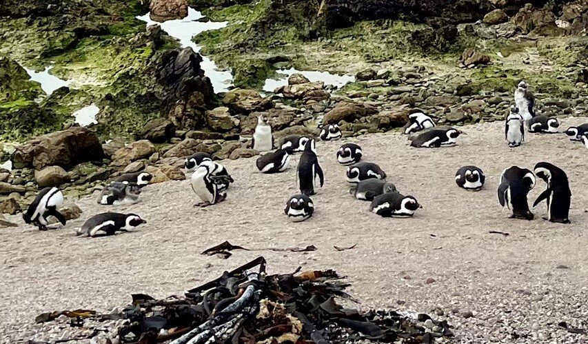 Bike and Hike Day Tours-开普敦中心区必去景点