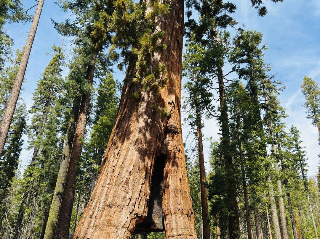 Mariposa Grove of Giant Sequoias-优胜美地国家公园必去景点