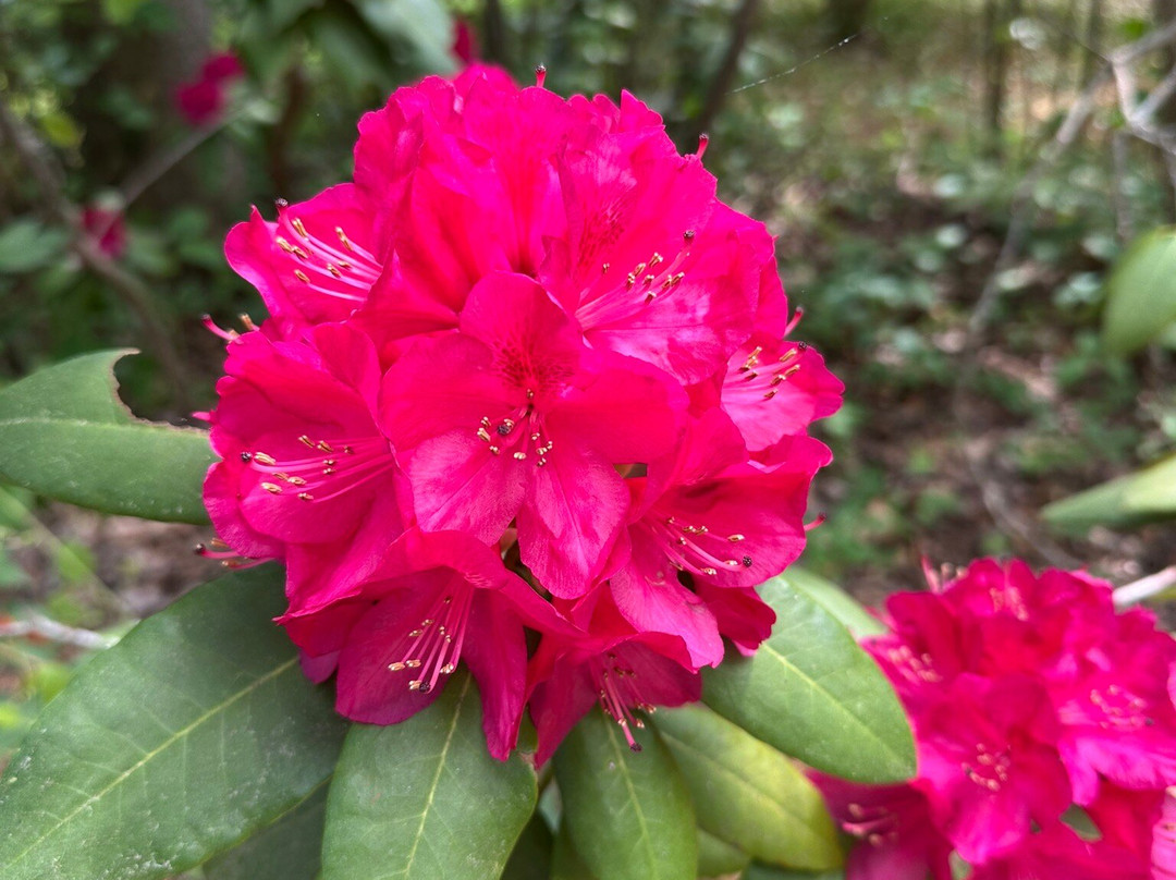 Hamilton Rhododendron Gardens-Hiawassee必去景点