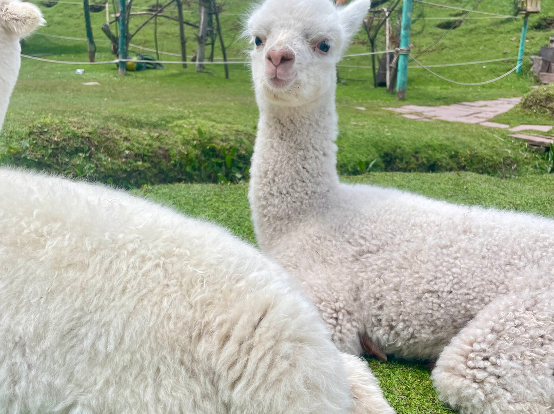 Cochahuasi Animal Sanctuary-库斯科必去景点