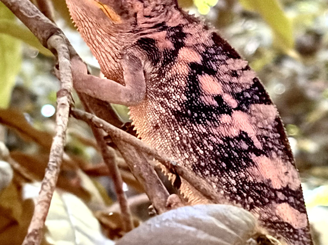 Nosy Be Alberto Tour-诺西贝必去景点