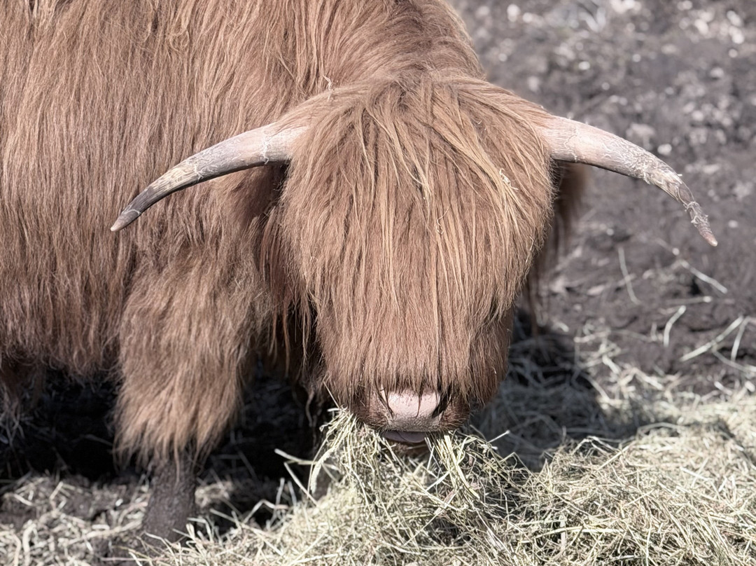 Highland Titles Nature Reserve-Duror必去景点