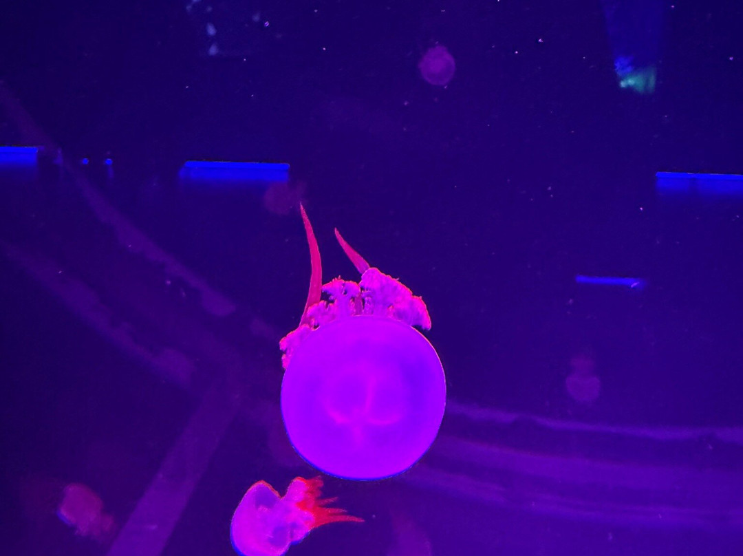 Jellyfish Museum-庞帕诺比奇必去景点