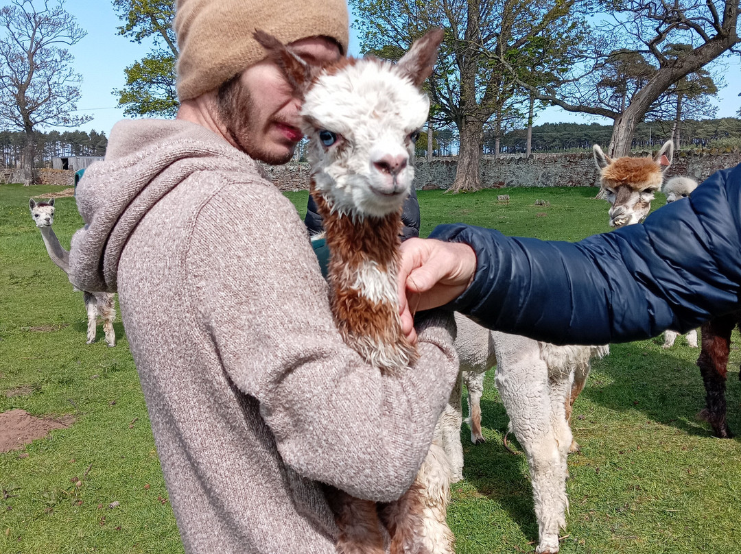 John Muir Alpacas-Dunbar必去景点
