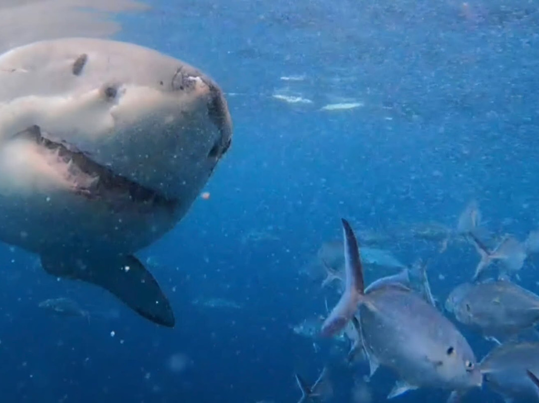 Rodney Fox Shark Expeditions-Port Lincoln必去景点