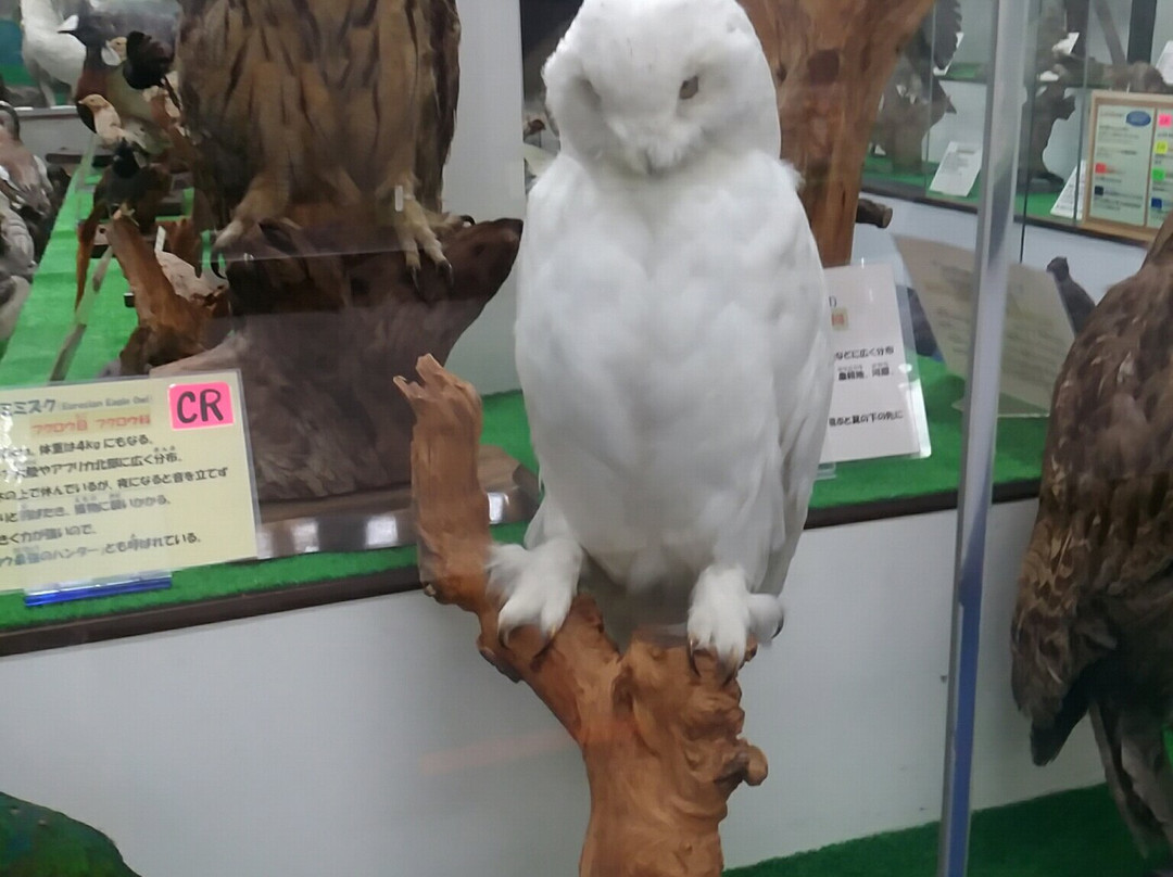 Tsuyama Nature & Mystery Museum-津山市必去景点
