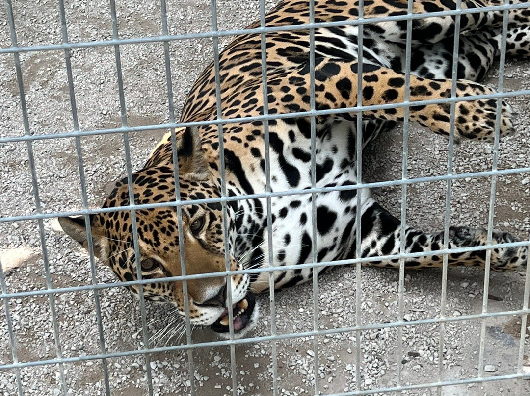 McCarthy's Wildlife Sanctuary-西棕榈滩必去景点