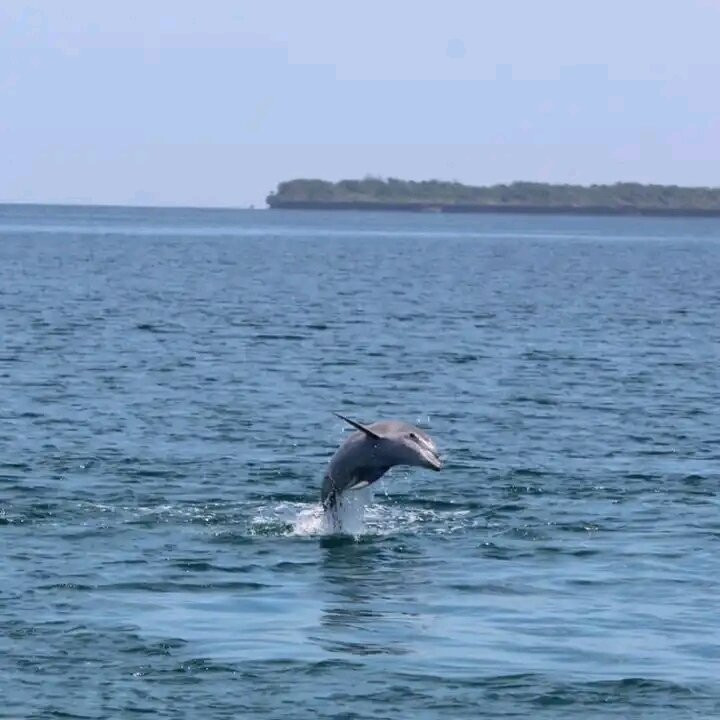 Kisite-Mpunguti Marine National Park and Reserve-Shimoni必去景点