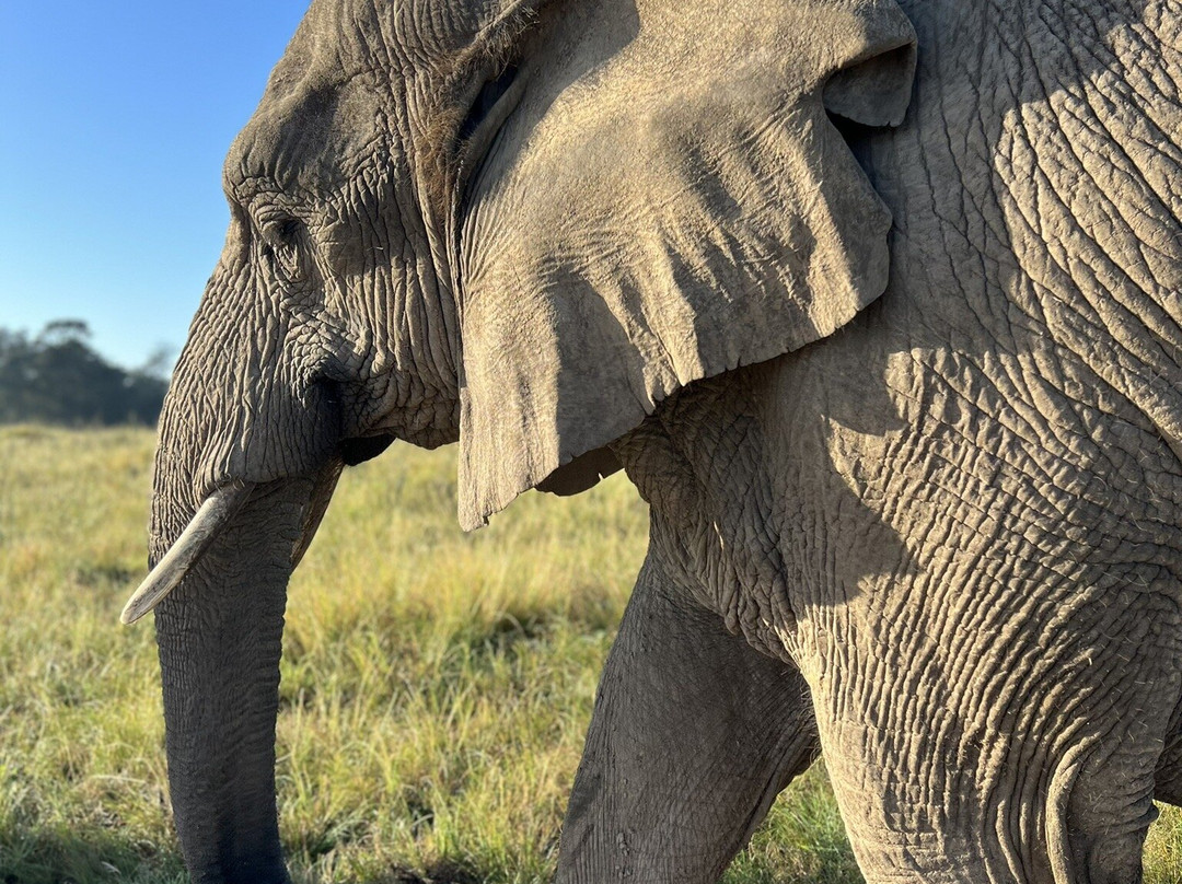 Knysna Elephant Park-克尼斯纳必去景点