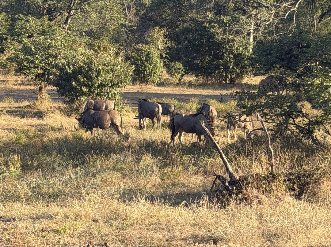 Lwizi Eco Safaris And Adventure Tours-李文斯顿必去景点
