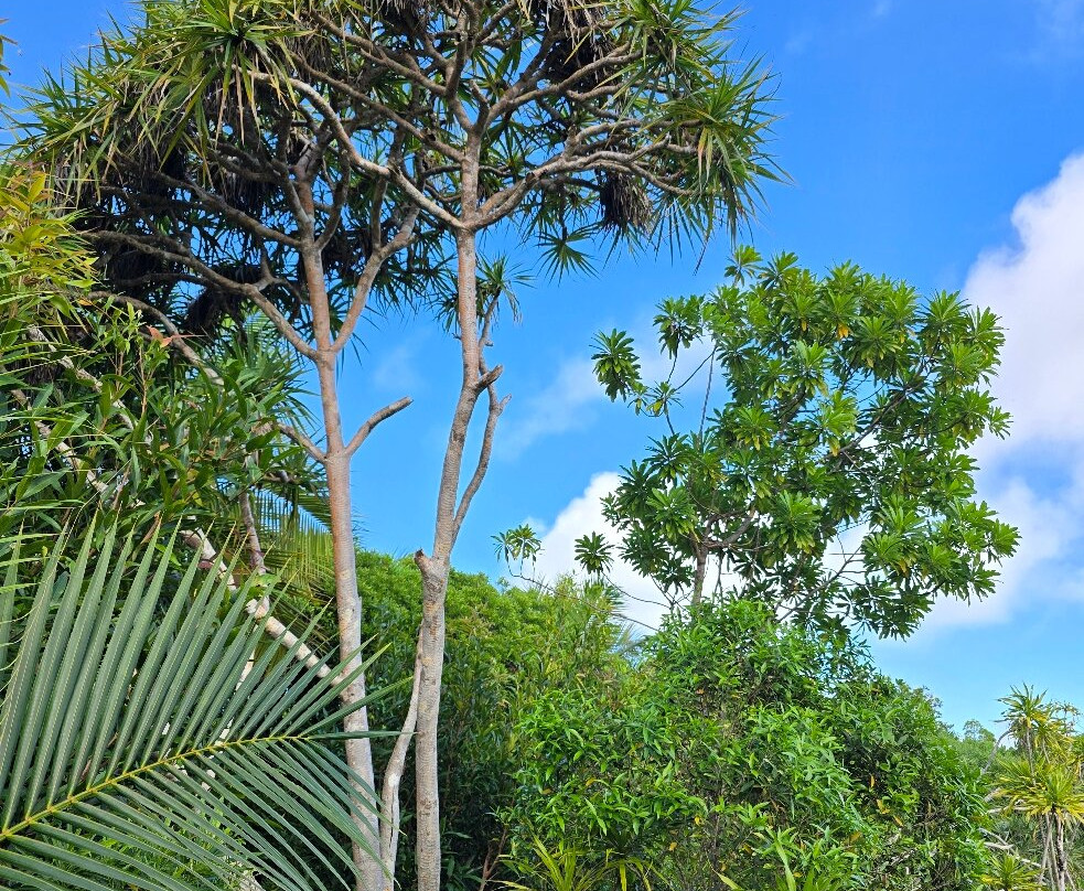 Grande Montagne Nature Reserve-罗德里格斯岛必去景点
